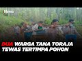 Dua Warga Tana Toraja Tewas Tertimpa Pohon Saat Menyadap Getah Pinus #iNewsSiang 18/11