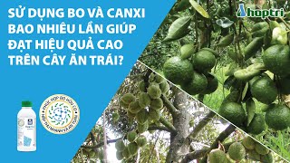 SỬ DỤNG BO VÀ CANXI BAO NHIÊU LẦN GIÚP ĐẠT HIỆU QUẢ CAO TRÊN CÂY ĂN TRÁI?