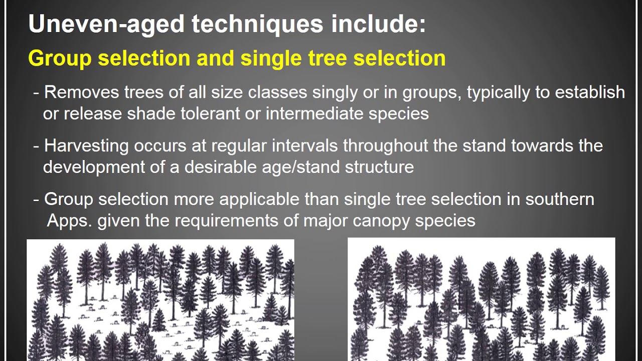 Lecture 9 Silviculture Part 4 Video Youtube