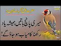 Hazrat Ali R.A Farmate Hain | Meri 5 Battain Hamesha Yaad Rakhna Kamyab Ho Jao Ge | Best Urdu Quotes
