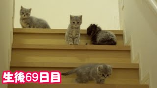 【生後69日目の子猫】初めて階段を上り降りする子猫が可愛過ぎる！！＃107