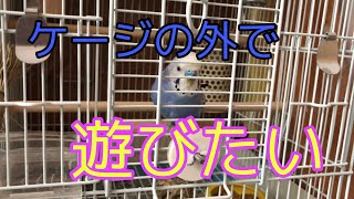 セキセイインコ　イブです。　ケージからいつ出してもらえるのかなぁ⤴︎