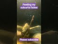 Feeding my colourful cute fishes #shorts #shortvideo #short #loveanimals #pets