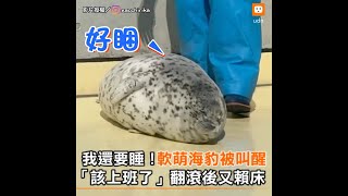 我還要睡！軟萌海豹被叫醒「該上班了」翻滾後又賴床｜日本｜動物｜搞笑