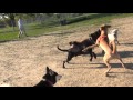 RAW!!!!!!! Yellow Lab Blue Healer Mix Fights Black Lab At Omaha Dog Park