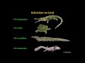 the cretaceous palaeogene mass extinction what do we really know