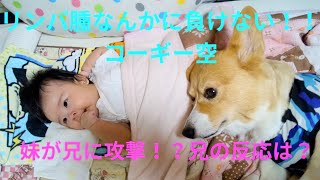 リンパ腫なんかに負けない！コーギー空！妹が兄に攻撃！？兄の反応は？