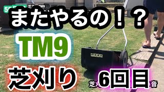 【芝生壊滅・TM9】56日目　急遽 芝刈り  移植  スパイク  目土やります