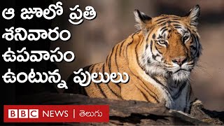 Tigers on Fasting: ప్రతి శనివారం పులులు ఉపవాసం ఉండే జూ ఎక్కడుందో తెలుసా? | BBC Telugu