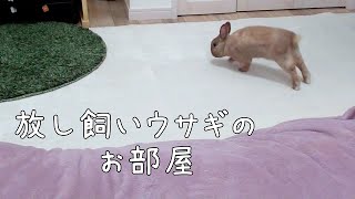 【ソアホック対策】ウサギにとって快適な部屋に模様替え ＃177