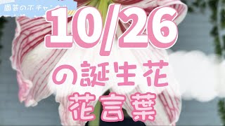 10/26の誕生花と花言葉【園芸のぶチャンネル】【１０月】【２６日】【ガーデニング】【雑学】【トリビア】【アマリリス】