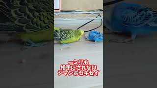 １ミリも相手にされないジャンボセキセイインコ