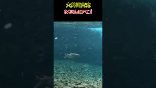 大井川支流笹間川のA級堰堤の台風15号前後の水中映像  #You渓 #渓流釣り #アマゴ　#恐怖