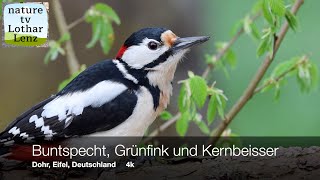 Buntspecht, Grünfink, Kernbeisser. Dohr, Eifel, Deutschland  4K