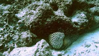 Honeycomb (laced) moray eels at Maldives,