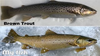 How to Identify Landlocked BROWN TROUT vs ATLANTIC SALMON.  I caught my FIRST Atlantic Salmon!