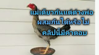 ไก่แม่เดียวกันแต่ต่างพ่อผสมกันได้หรือไม่มาฟังกัน