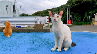 フェリー乗り場の夕方の猫の集会に行ってきた