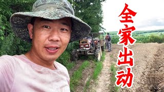 东北大龙：和爸妈把500斤的黄豆面撒到地里，为了给人参做养料，能成功吗？