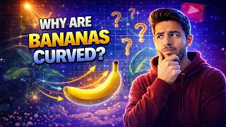 Why Are Bananas Curved?
