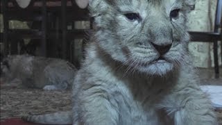 Cutest cubs ever: Three unusual grey lion cubs puzzle zookeepers in Ukraine