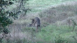 Buck Breeding a Doe, East Texas, Montgomery County, 2014, Whitetail Deer