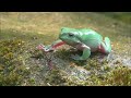 korea snapshot green frog jumping at the pond kbs뉴스 news