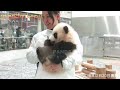 キュンキュン♥ タオルで格闘する赤ちゃんパンダ🐼 よちよち歩く姿が可愛い♥ 飼育員さんに回収されていくぬいぐるみ感が可愛い♥ 彩浜 アドベンチャーワールド