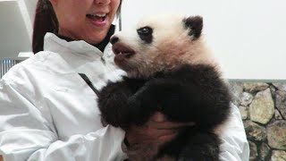 キュンキュン♥ タオルで格闘する赤ちゃんパンダ🐼 よちよち歩く姿が可愛い♥ 飼育員さんに回収されていくぬいぐるみ感が可愛い♥ #彩浜 #アドベンチャーワールド