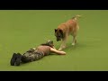 Amazing Dog Performs CPR, Squats and Press Ups in Heelwork To Music Routine  Crufts 2017