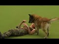 Amazing Dog Performs CPR, Squats and Press Ups in Heelwork To Music Routine  Crufts 2017
