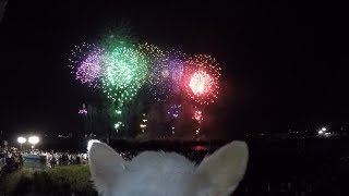 チワワ犬が花火大会の音を怖がる！