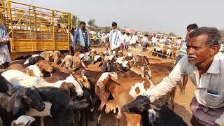 Gots and sheeps Market Pattikonda//పత్తికొండ సంతలో గొర్రెలు,మేకల ధరలు