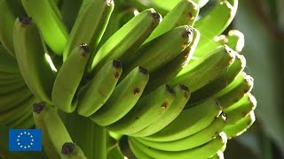 Agriculture in the Canaries is completely bananas