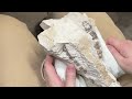 Hell Pig Skull Preparation  Archaeotherium