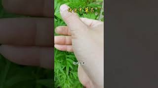 中草药植物是传统中医文化的重要组成部分，山间的这些中草药植物不知道什么原因，越来越少了…中草药 大自然的馈赠 内容启发搜索