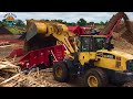99 Amazing Fastest Big Tree Removal Bulldozers Working At Another Level