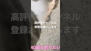 令和4年4月9日 北海道苫小牧　カレイ釣り