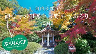 河内長野市 　観心寺の紅葉と天野酒へぶらり。　2019