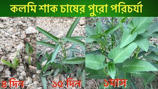 কলমি শাক চাষের পুরো পরিচর্যা। কলমি শাক চাষ। How to grow water spinach | Kolmi shak