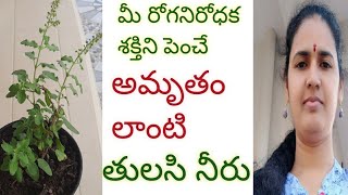 రోగనిరోధక శక్తిని పెంచే తులసి నీరు|tulasi water for immunity/holy basil water for immunity