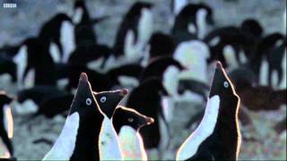 Penguin Baywatch - Frozen Planet