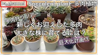 263{多肉植物}新しくお迎えした多肉🧺大きく育てるには？ Succulent