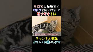 うんちした後すぐトイレを撮影したら怒りだす子猫【しゃべる猫】 #Shorts