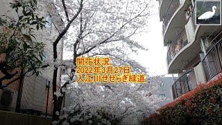 七分咲き　桜の開花状況　2022年3月27日　入江川せせらぎ緑道