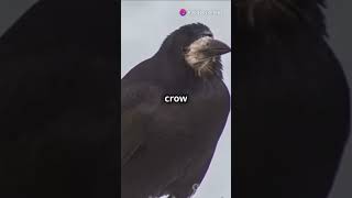 Clever Crow's Pebble Trick #facts #stuffyoushouldknow #motivation