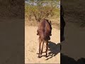 deserve of life donkey youtubeshorts animals viralvideo foryou