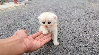 I adopt homeless kittens meowing on the side of the road! small rescued kittens little cute