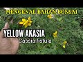 YELLOW AKASIA || MENGENAL CIRI CIRI POHON YELLOW AKASIA (Cassia Fistula) Di Lahan Ground