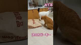 なかよし #保護猫 #猫 #信州猫日和 #cat #子猫